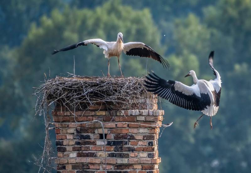 Professional Chimney Animal Removal Services in Crowley, Texas