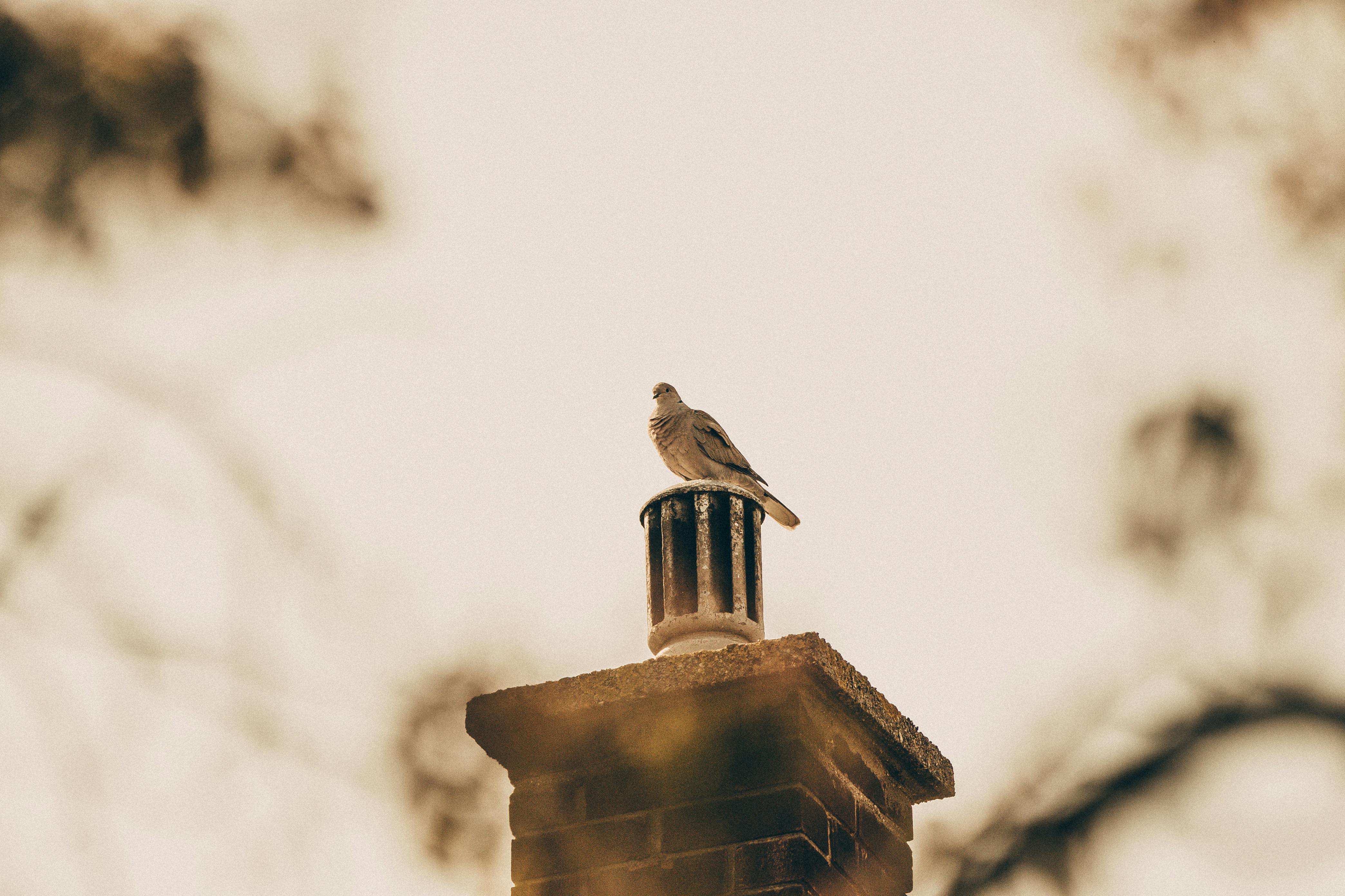 Professional Chimney Cap and Damper In Crowley Texas